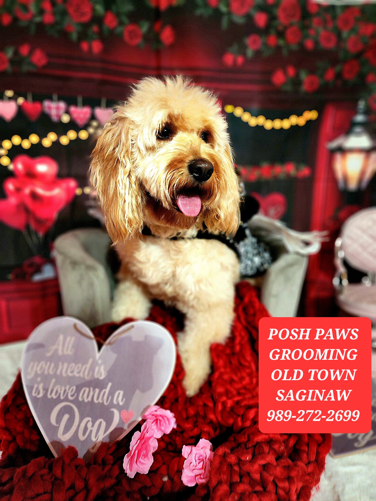 Picky Chic Posh Paws Grooming Boutique — photo