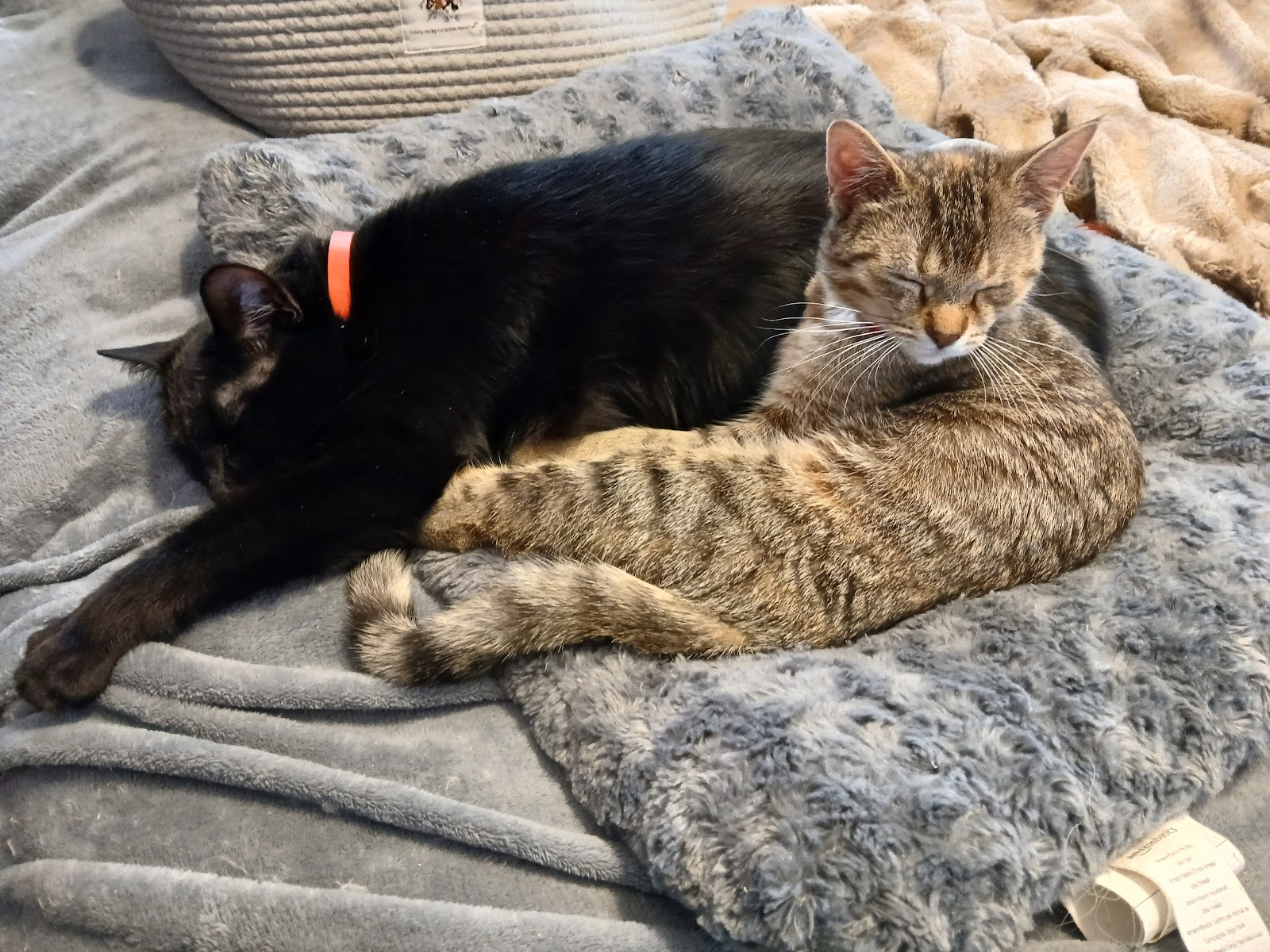 Saginaw Spay & Neuter Clinic — photo